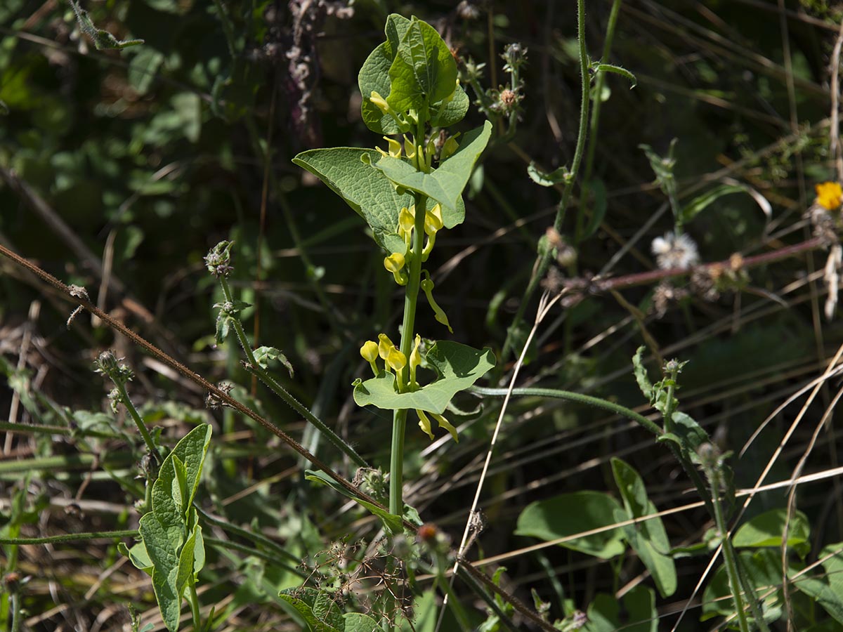 Habitus